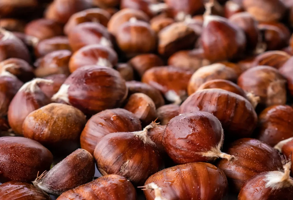 macro-view-pile-freshly-picked-chestnuts-from-chestnut-castanea-sativa-piled-up-forming-natural-background-this-precious-fruit-bierzo-ready-consumption